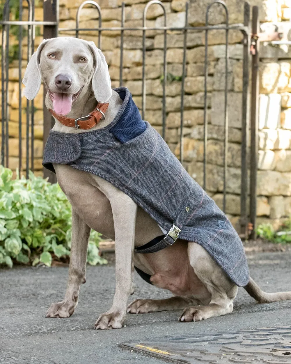 Grey Checked Herringbone Tweed Dog Jacket